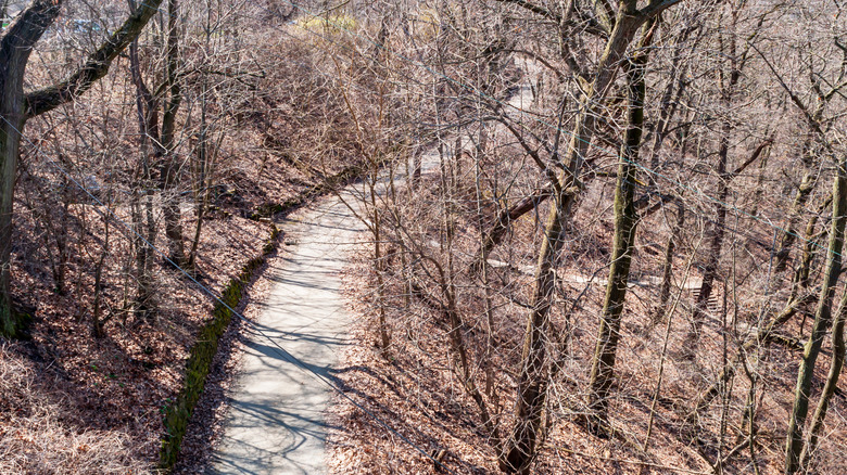 An overhead view of a walking trail surrounded by naked trees in Panther Hollow, Pittsburgh