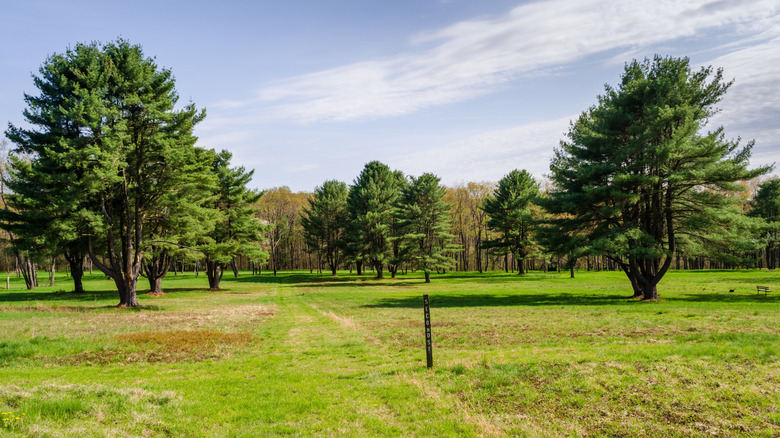 A walking path cuts across the tree-dotted lawns at Historic Pithole City in Pennsylvania