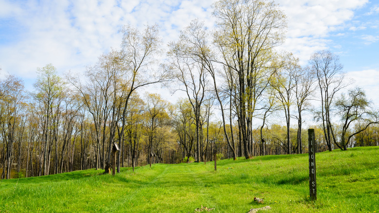 Trees line grassy meadows that were once roads at Historic Pithole City