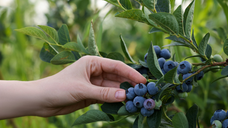 woman hand picking fresh blueberries