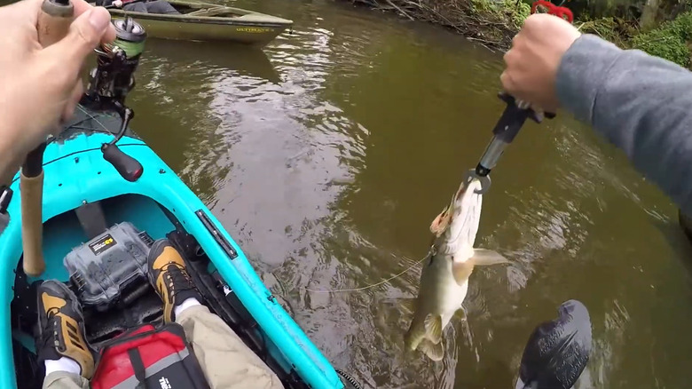 An angler catching a muskie in Lake Labeouf