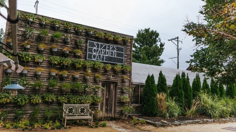 A leafy facade with wall plants on a wooden building at Terrain Cafe in Devon.
