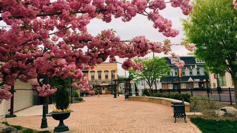 Buildings and brick walkway in Selinsgrove, PA