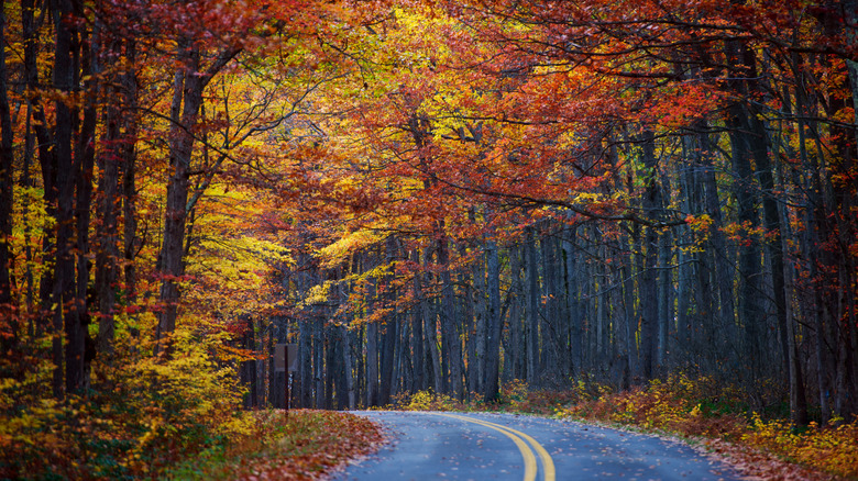 A road through autumnal trees