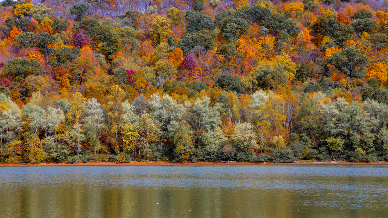 Fall foliage near Brownsville, Pennsylvania