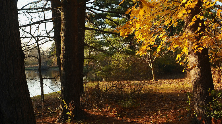 Pond in Succop Nature Park with autumn foliage in the foreground