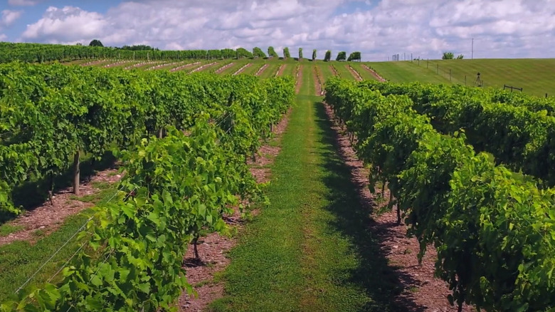 Fields of grapes in the Endless Mountains, later to be turned into wine