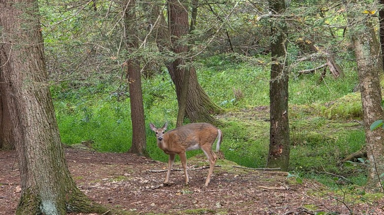Deer in Frances Slocum State Park.