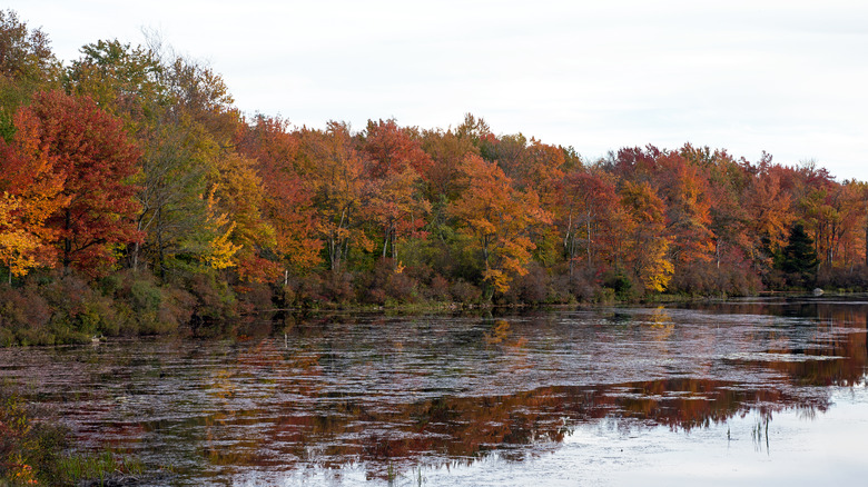 A scenic view of fall foliage over a lake at Tobyhanna State park