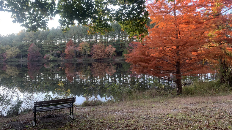 Bench by the Susquehanna River with trees in fall colors