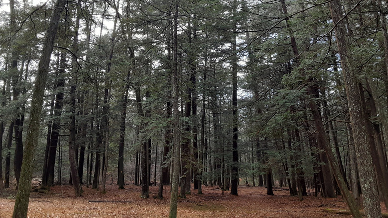 The forest at Reeds Gap State Park