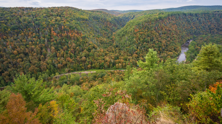 Forest views of Pine Creek Gorge in autumn season