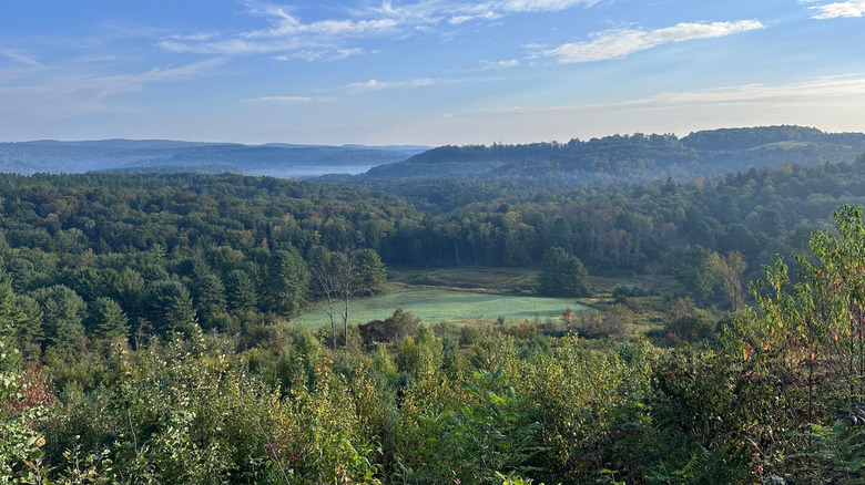 View over misty forest in Elk County, Pennsylvania