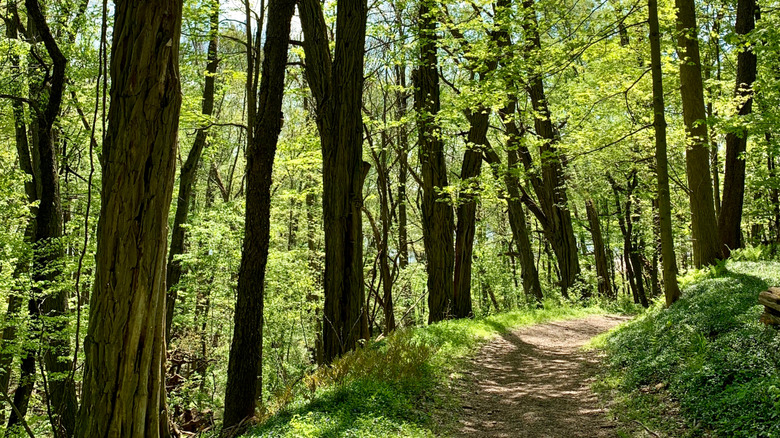 Hemlocks and maples shade a dirt hiking path winding through the woods at Locust Lake State Park, Pennsylvania.