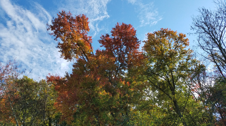 Forest in Pennsylvannia