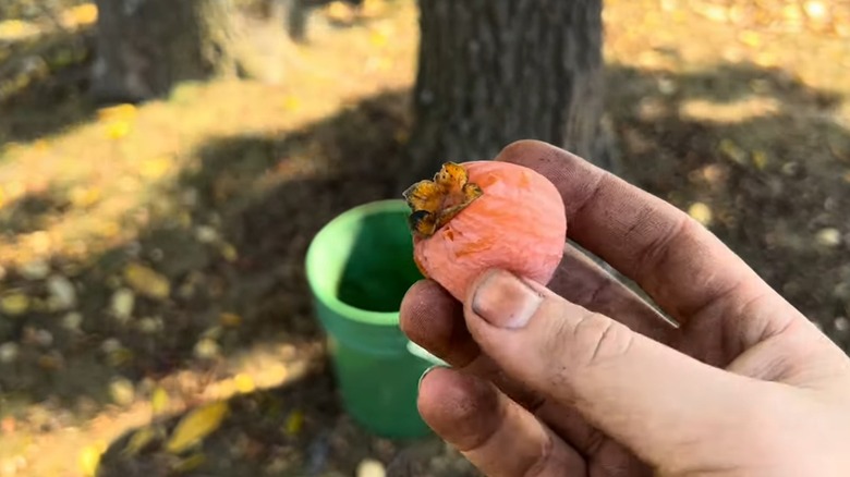 Hand holding a fallen persimmon foraged from the Hershey food forest in Downingtwon, PA
