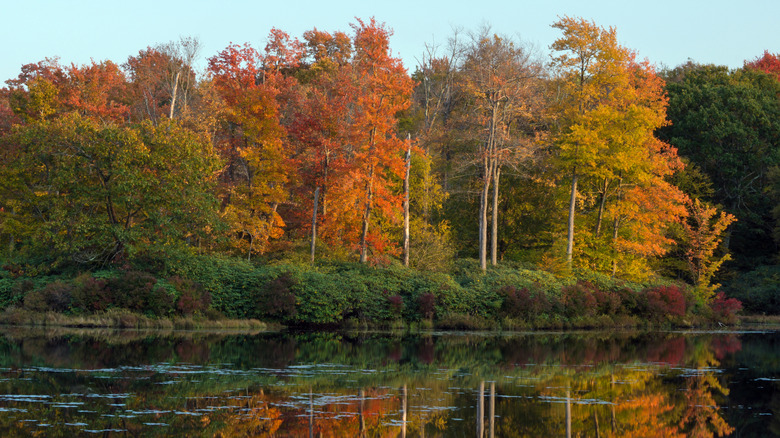 Trees and waterfront during the day in Promised Land State Park in Pennsylvania