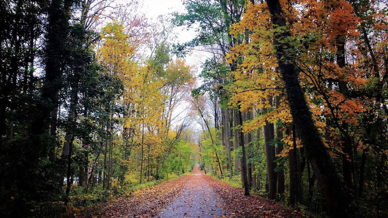 The Radnor Trail with fallen autumn leaves on the ground