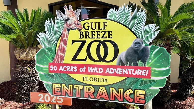 Two giraffes at the Gulf Breeze Zoo in Florida