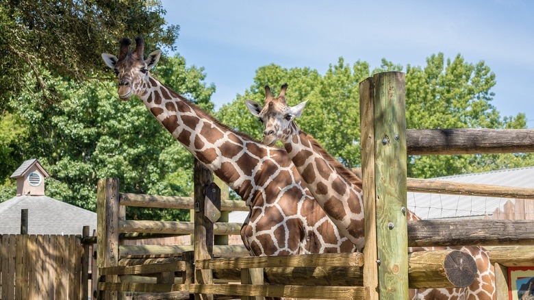 Two giraffes at the Gulf Breeze Zoo in Florida