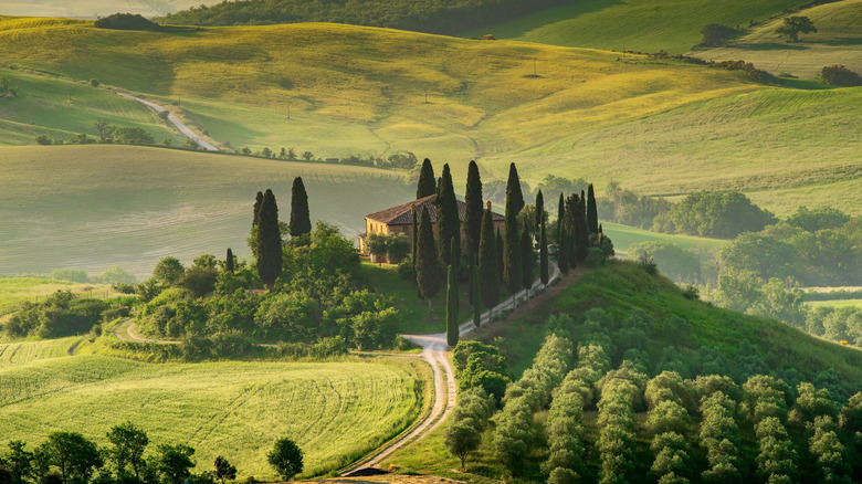 San Quirico cypress trees in Val d'Orcia