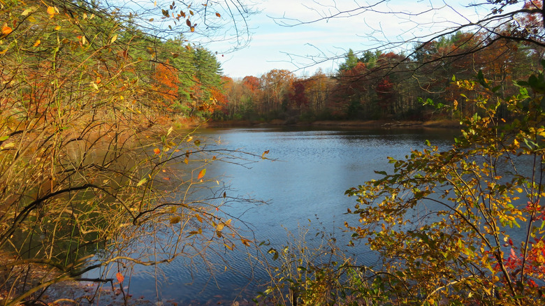 Scenic view through colorful trees towards a lake in Cresco during fall