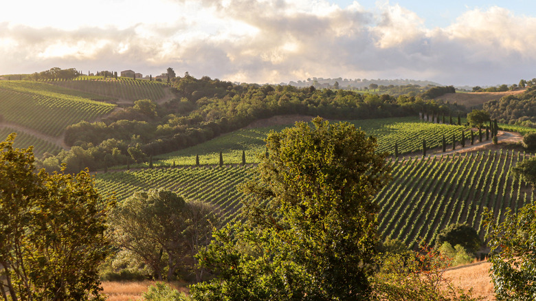 A vineyard in Montepulciano, Val d'Orcia