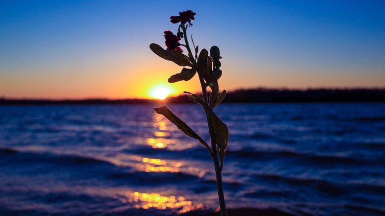 Sunset at Percy Priest Lake near Nashville