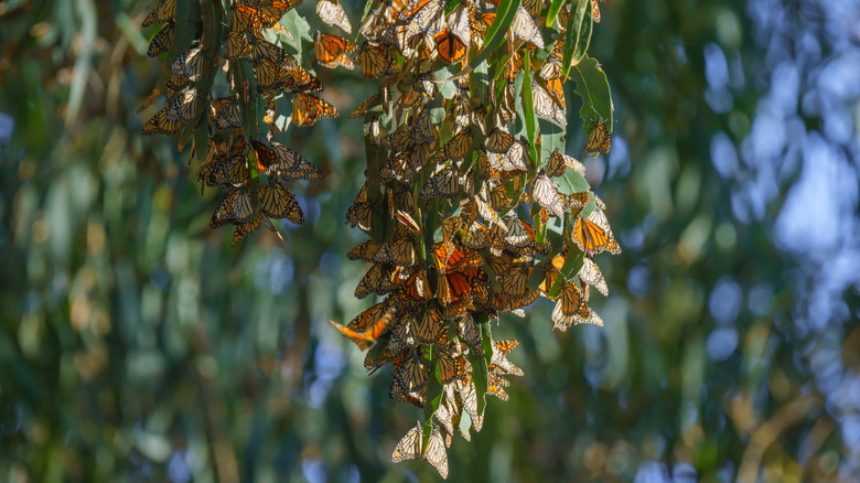 Monarch butterflies cluster on a eucalyptus plant in Central Coast California