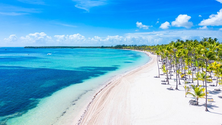 palm trees next to tropical coastline