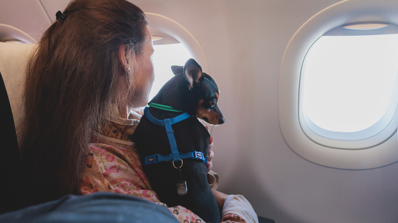 Woman with a small dog on an airplane