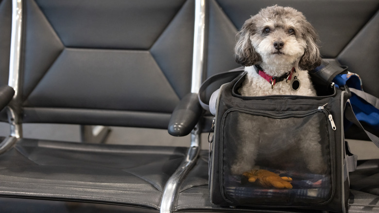 Small dog in a carrier on an airport seat