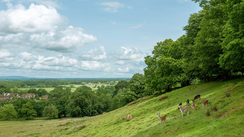Forested landscape with deer in Petworth, West Sussex, England
