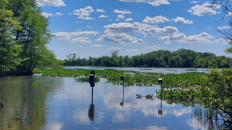 Tinicum Marsh, with bird boxes in shallow water in the foreground and trees in the background under a cloudy blue sky