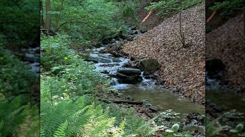 Creek at Schuylkill Center for Environmental Education