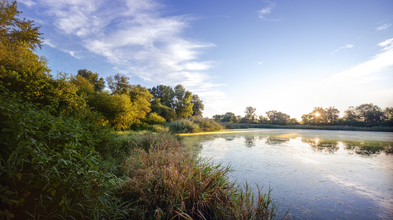 Early morning at the pond in Exton Park