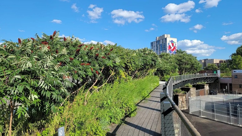 A view of foliage and buildings in the distance from Philadelphia's Rail Park