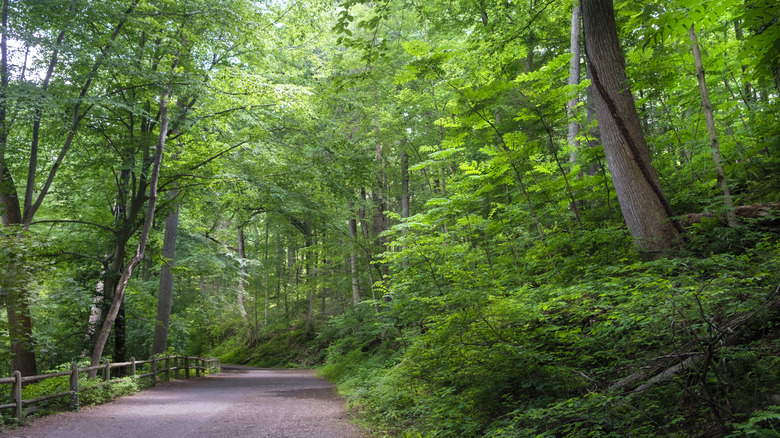 Wissahickon Valley Park and Forbidden Drive in summertime, Northwest Philadelphia, Pennsylvania