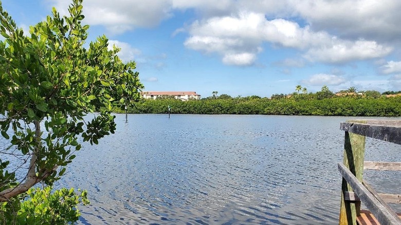 View of Phillippi Creek from Phillippi Estate Park