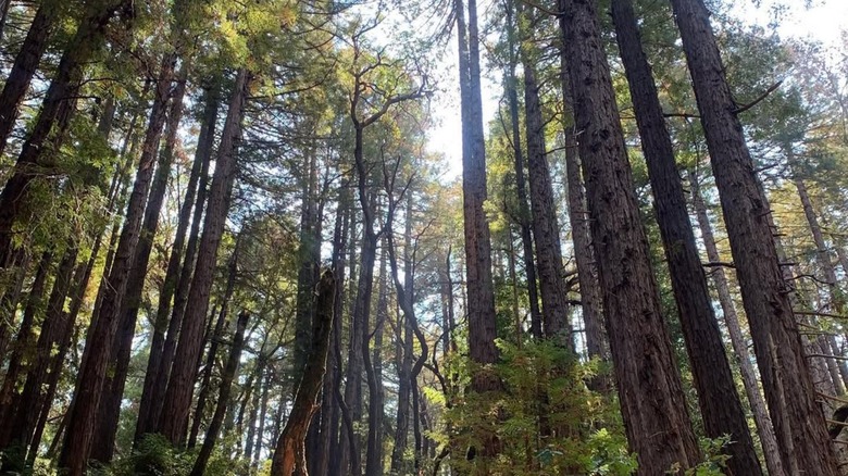 Woods in the Phleger Estate