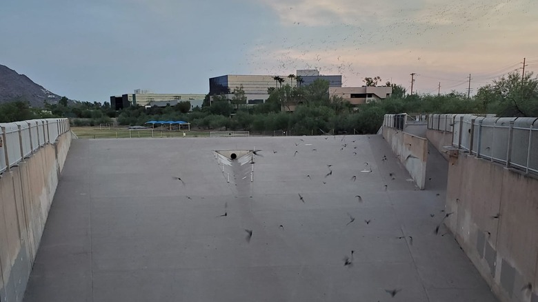 Bats flying out of the Phoenix bat cave