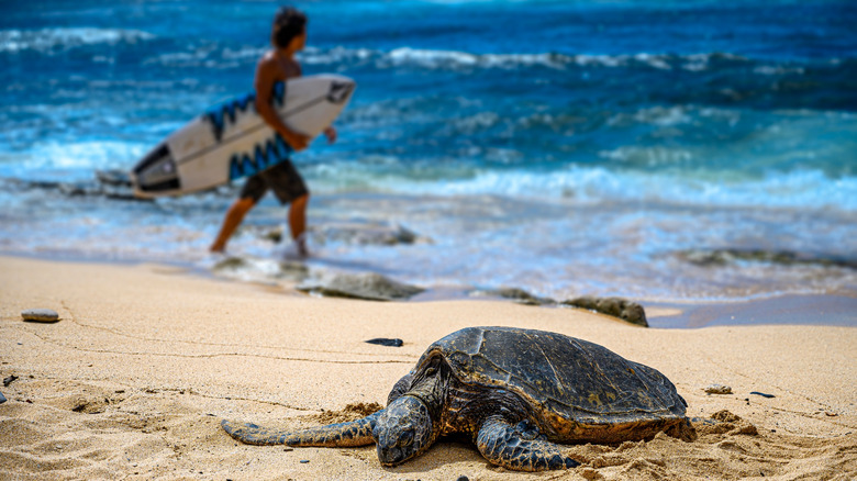 Turtle and surfer in Paia