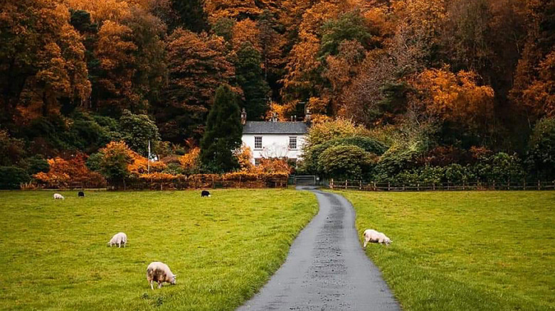 A road through meadows with sheep towards a white house surrounded by trees in fall colors in Grasmere