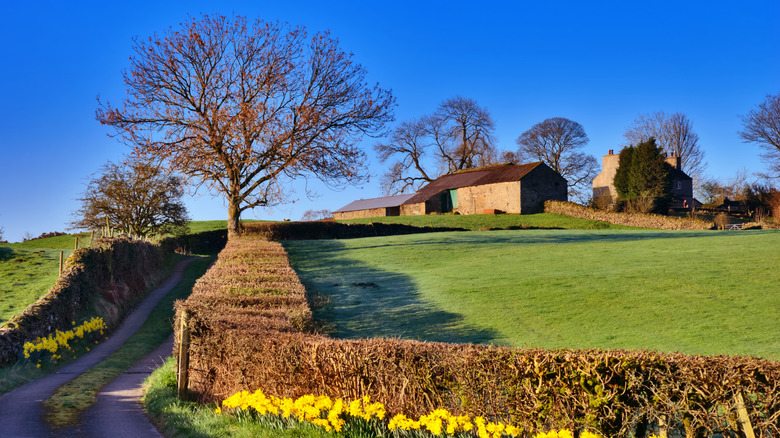 Dirt road against green fields leading to a stone farmhouse in Staveley Lake District on a sunny day