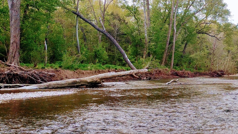 A river flows by wooded banks with a fallen tree by the side