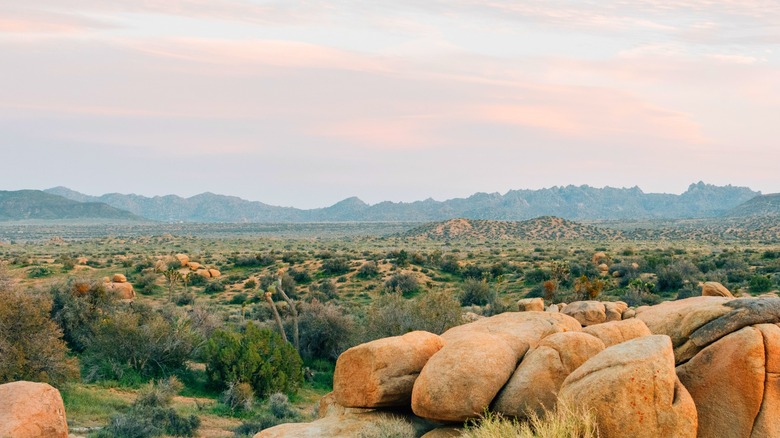 Acres of rocks and shrubs at Pioneertown Mountains Preserve