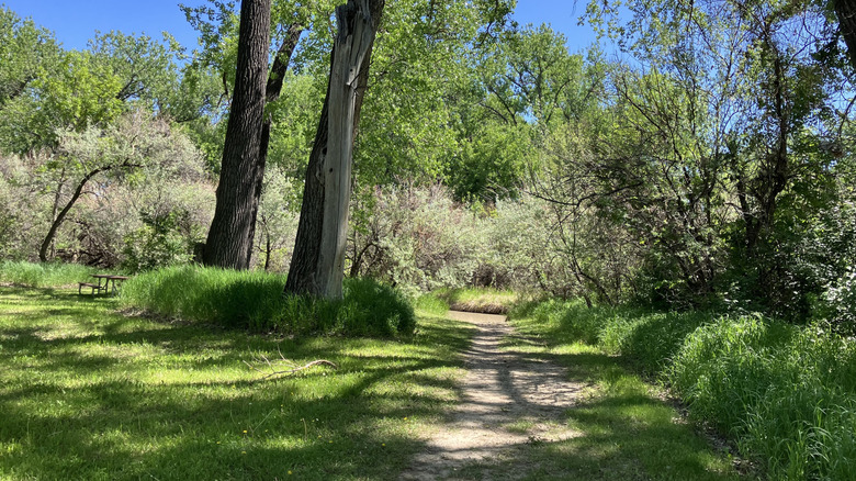 A walking trail lined with shrubs and a couple of trees in Pirogue Island State Park