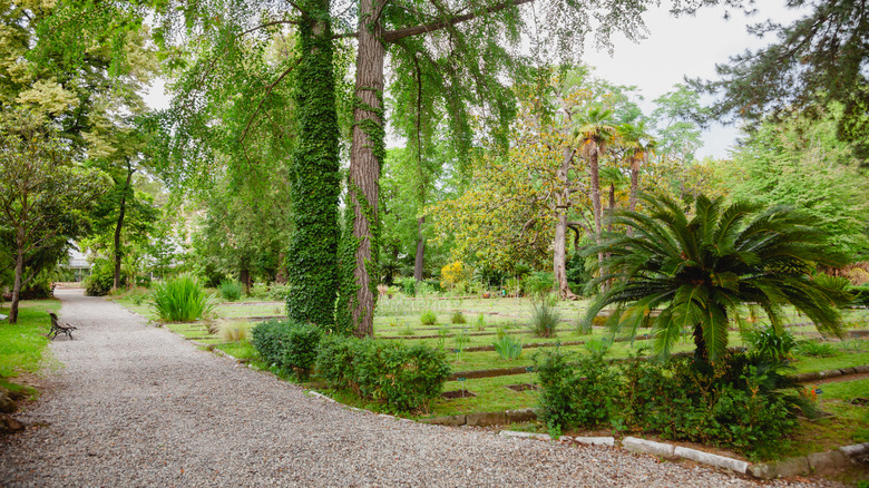 Lush walking path through the Orto Botanico in Pisa