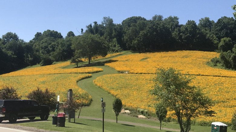 Hillside covered in yellow flowers with green trees along its upper ridge and a path below, with a black truck parked on the bottom left of the frame and a person in a blue shirt walking up the hill, under a blue sky