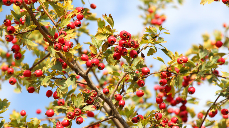 A close-up shot of a red-fruited hawthorn tree
